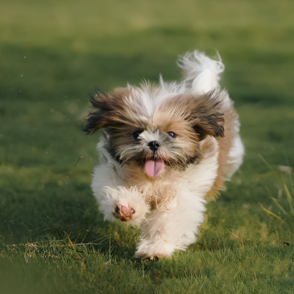 A happy dog running