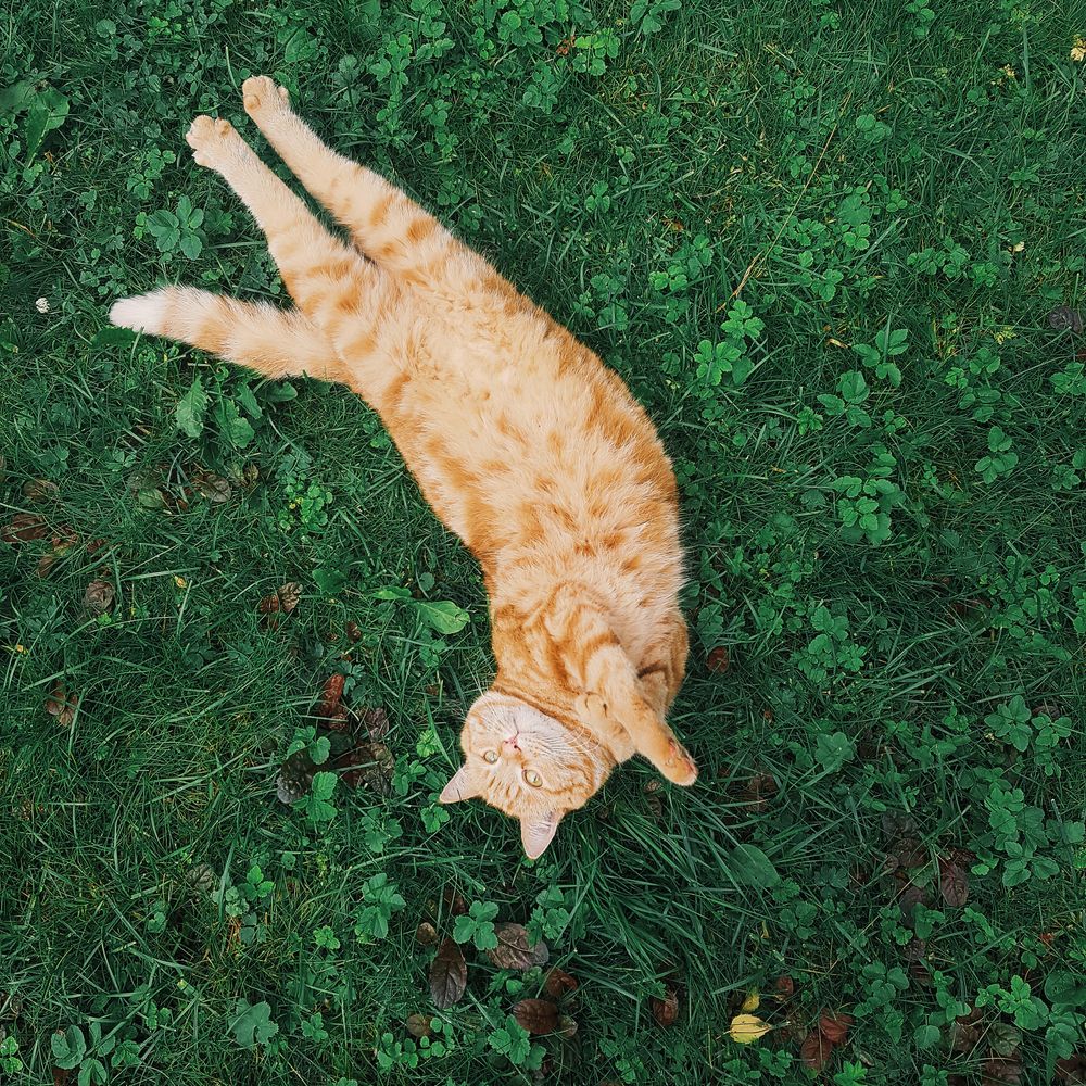 A cat in the garden