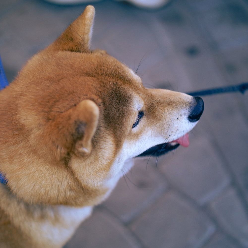 A dog on a walk