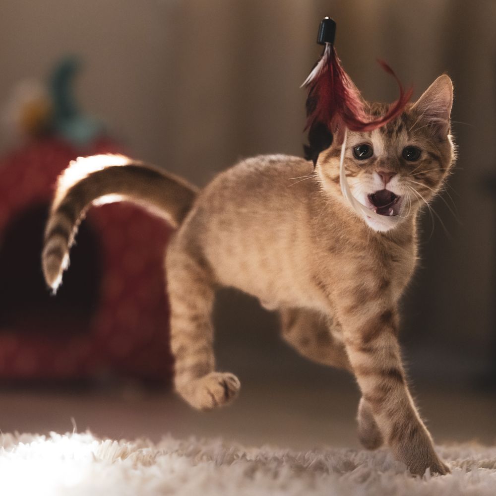A kitten