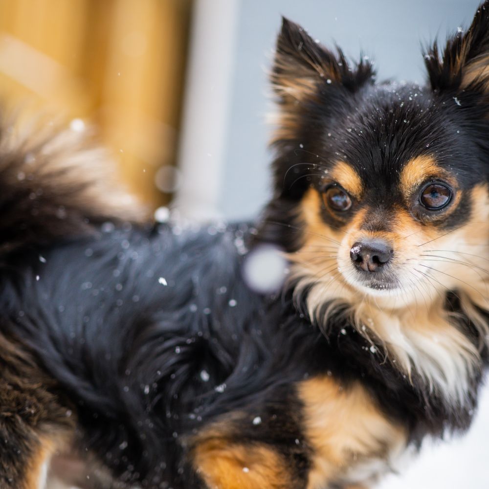 A small fluffy dog