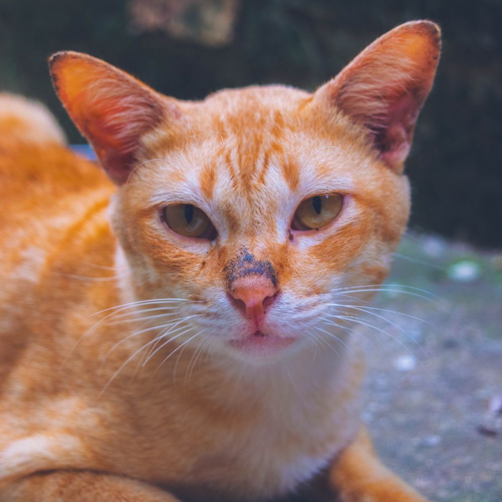A cat