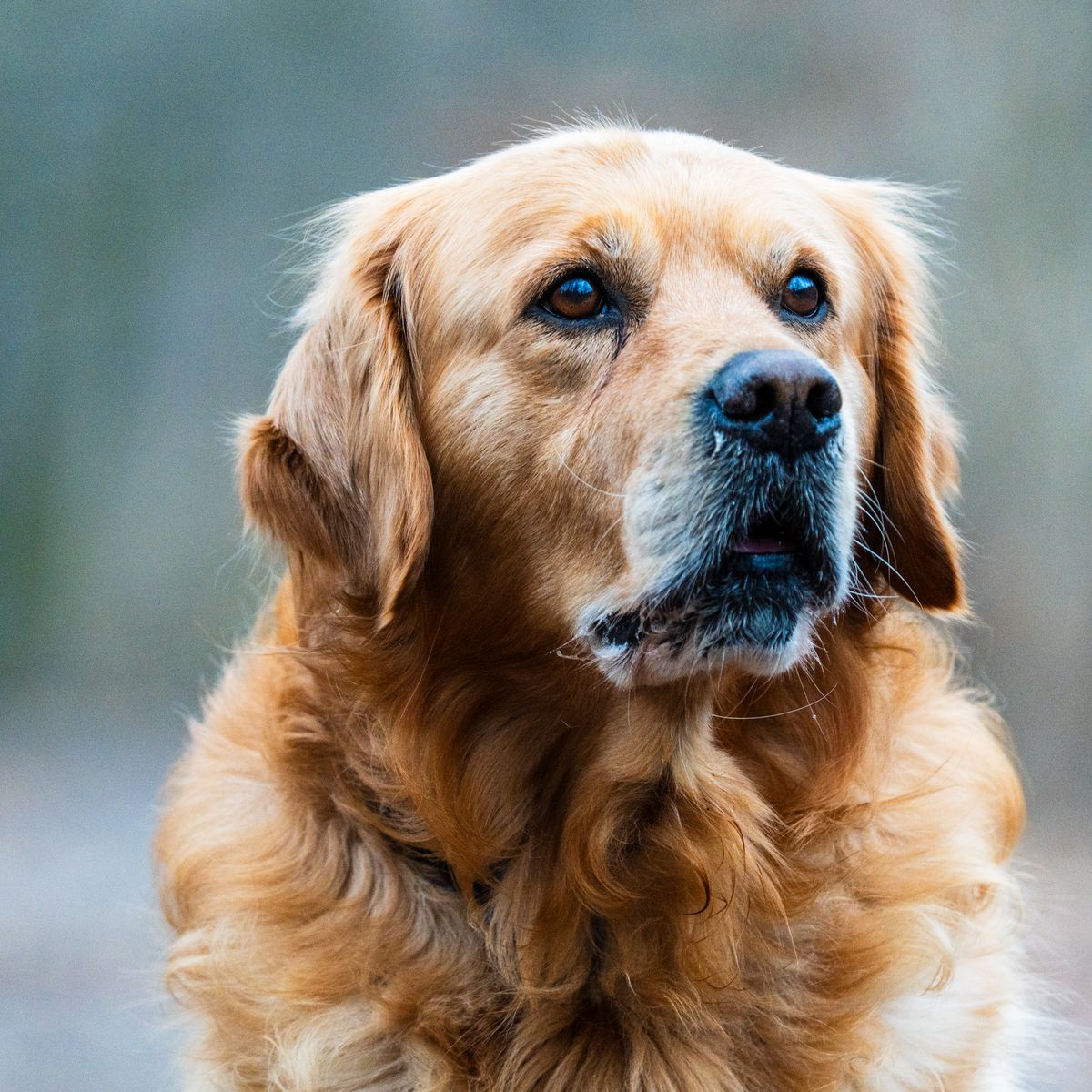 A dog